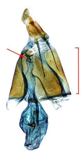 Pelochrista sp.